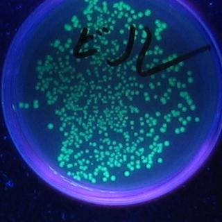 E. Coli with jellyfish proteins