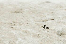 This seems to be the kind of ant common in Egypt I.jpg