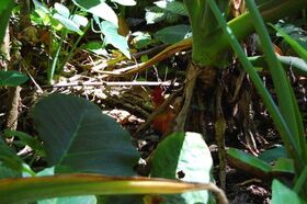Can you find the rooster.jpg