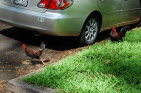 More roosters.jpg