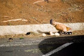 Feral chicken with her chicks The rooster is just.jpg