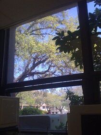 Such a pretty day to sit inside and code.jpg