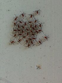 Caught these guys hanging out on my door frame out.jpg
