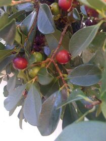Delicious strawberry guava in a friend s yard in H.jpg