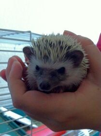 Hedgehog.jpg