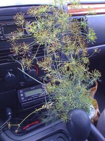I love the Farm Patch I couldn t find any dill, so.jpg
