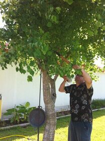 Pruning a tree at Grandma and Grandpa Reading s ho.jpg