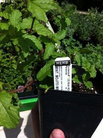 Really Mojito mint.jpg