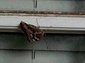 Spotted this guy on my door this morning.jpg