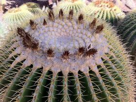 Golden Barrel Cactus.jpg