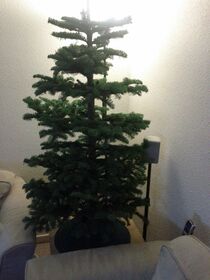 I now have a tree Thanks Zach.jpg
