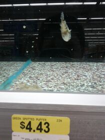I was going to rescue this puffer fish from Walmar.jpg
