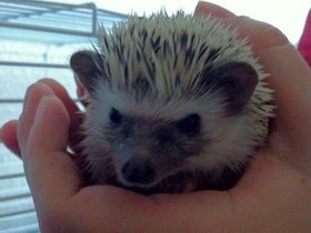 Hedgehog.jpg