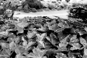 Leaves in the front lawn.jpg