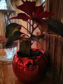 IMG_20121222_133205.jpg