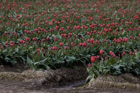 Tulips.jpg