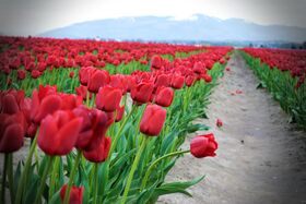 Tulip Festival (2012)