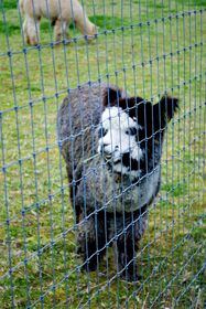 Smiling alpaca.jpg