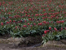 Tulips.jpg