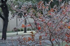 aggiewinter_18.jpg