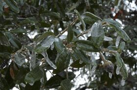 aggiewinter_25.jpg